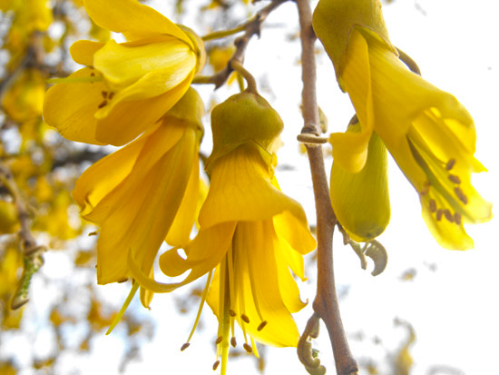 Kowhai